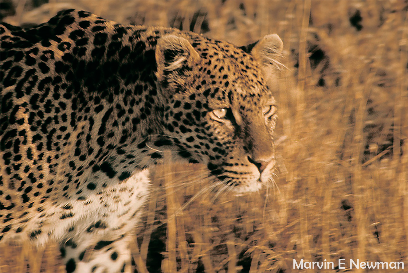 Leopard, Serengeti